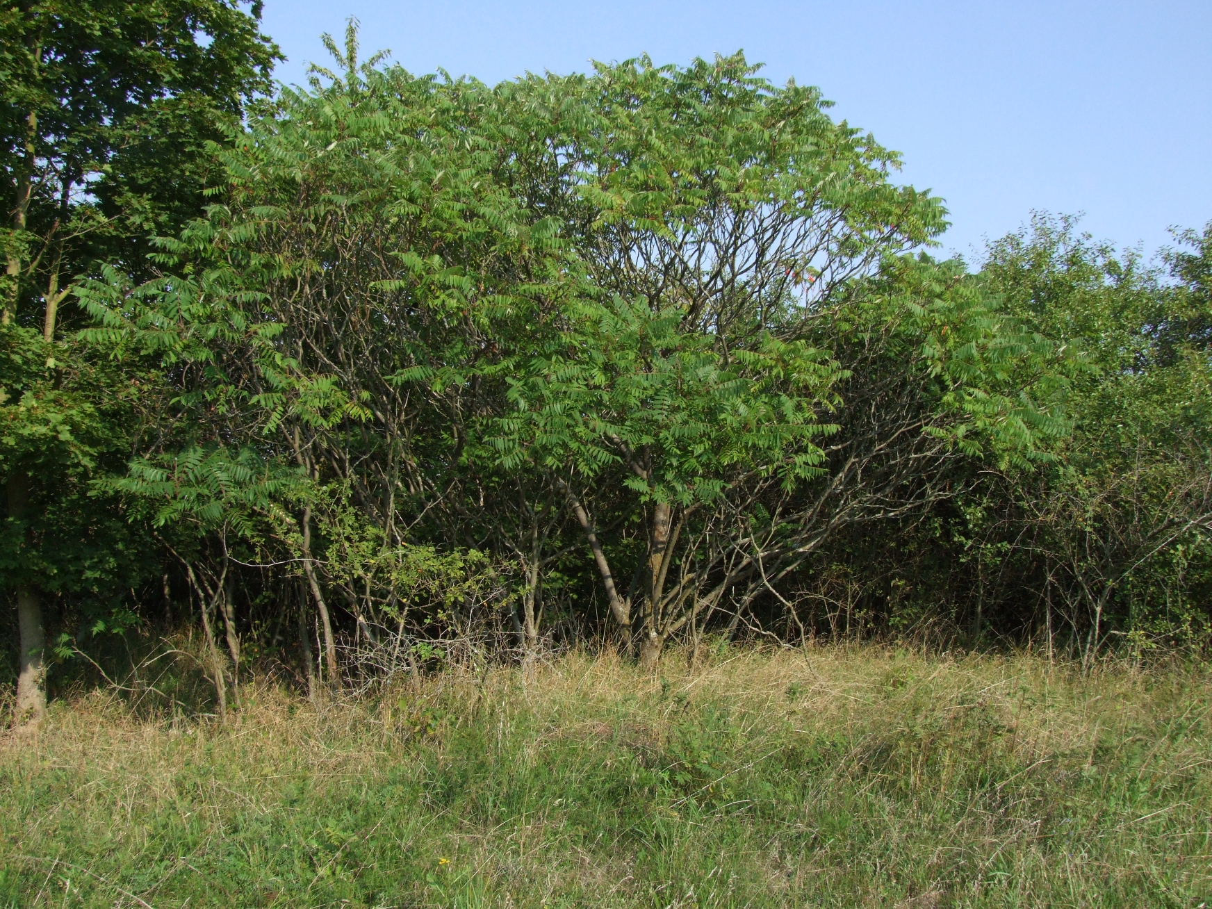 <h1>Porost škumpy orobincové  <i>(Rhus typhina). </i></h1><br />Pohled na vzrostlé škumpy, v popředí travní porost.
