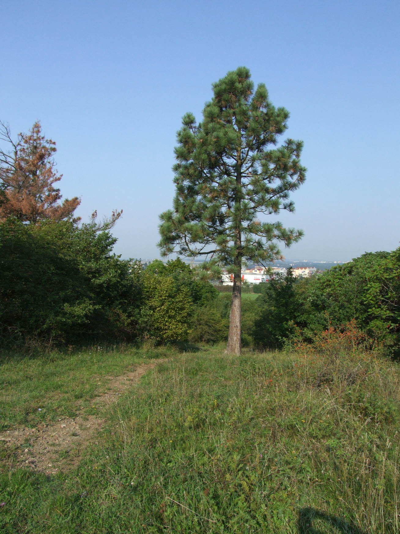 <h1>Borovice těžká <i>(Pinus ponderosa). </i></h1><br />Fotografii dominuje vzrostlá borovice těžká s hustou kuželovitou korunou. V popředí fotografie se nachází travní porost, pozadí tvoří křoviny a pohled na Plzeň.