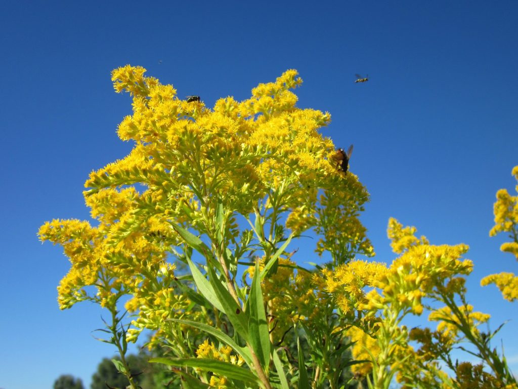 Na modrém pozadí nebe vidíme bohaté a rozložité květenství se zářivě žlutými kvítky a několik jedinců hmyzu.