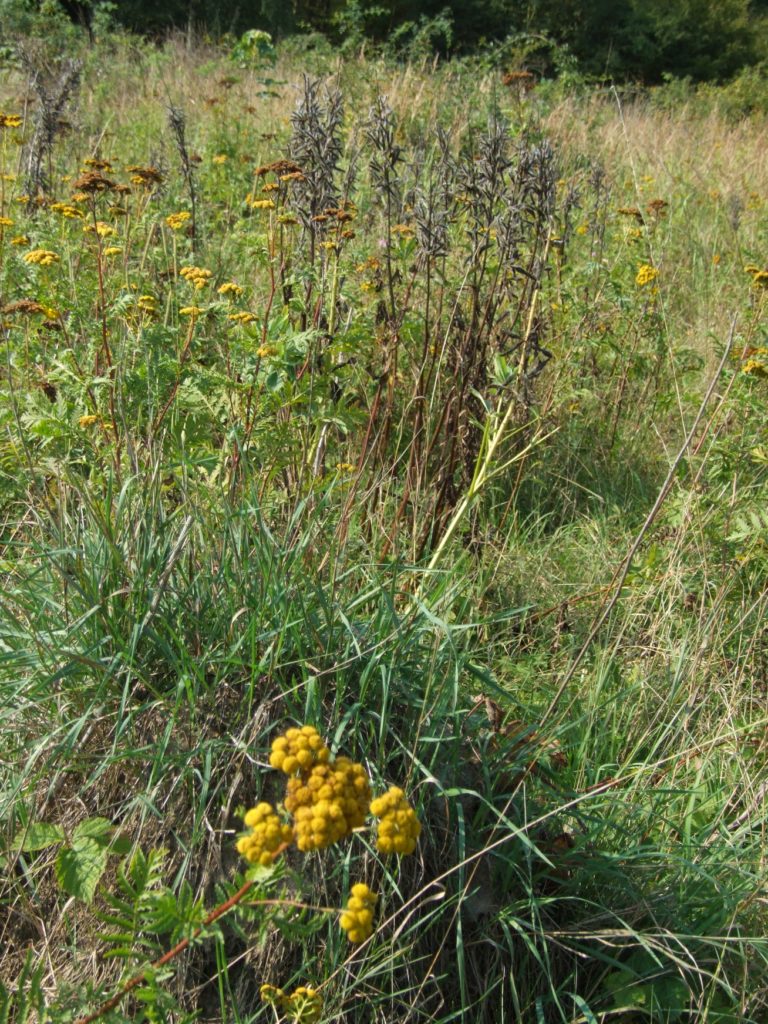 Fotografie zachycuje travní porost se žlutými květy vratiče a trsem zaschlého vlčího bobu s plody. 