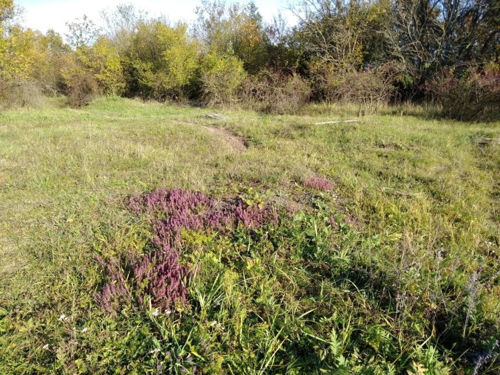 Nízký travní porost doplňují tmavě fialové plochy kvetoucího vřesu. Na pozadí porost křovin.