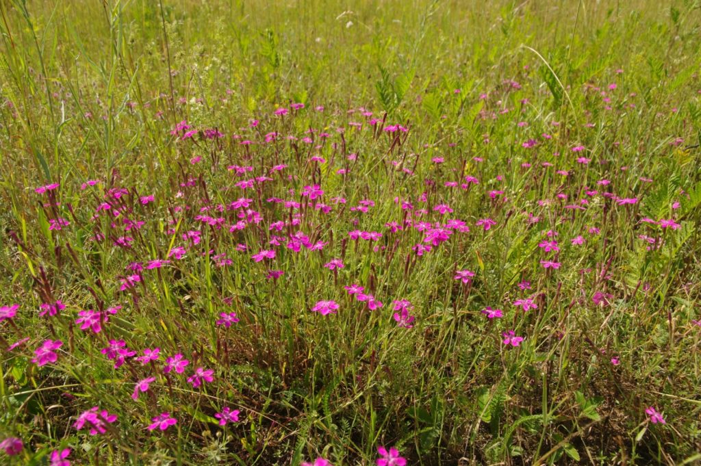 Na fotografii vidíme desítky purpurových květů hvozdíku v travním porostu.