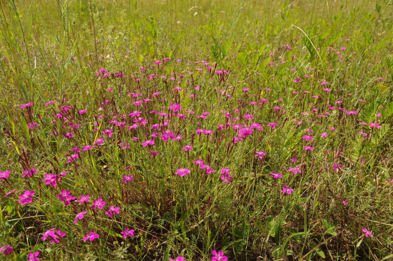 Na fotografii vidíme desítky purpurových květu hvozdíku v travním porostu.
