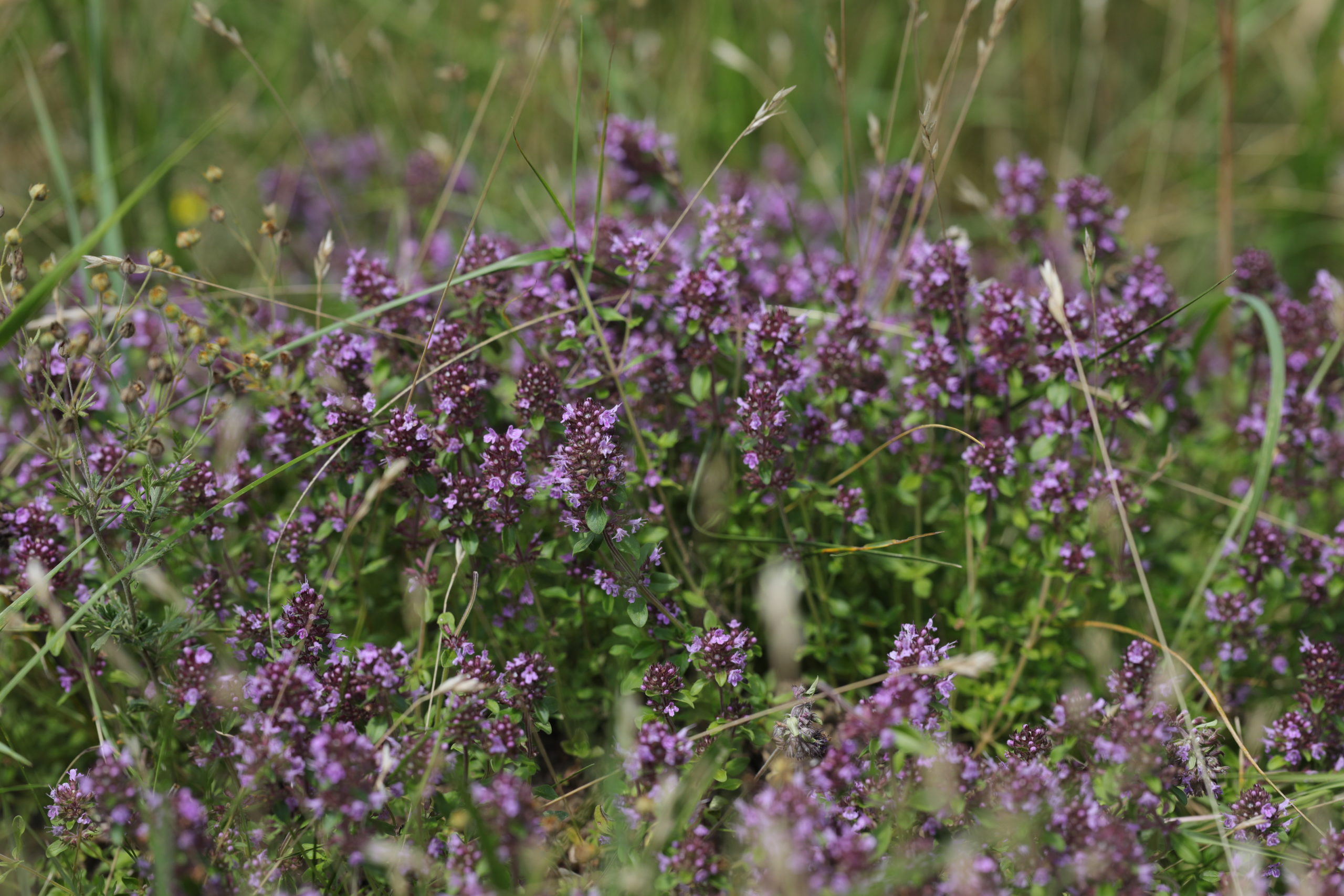 <h1>Mateřídouška – Mateřídouška vejčitá <i>(Thymus pulegioides).</i></h1><br />Detailní pohled na květenství mateřídoušky skládající se z drobných fialových kvítků.
