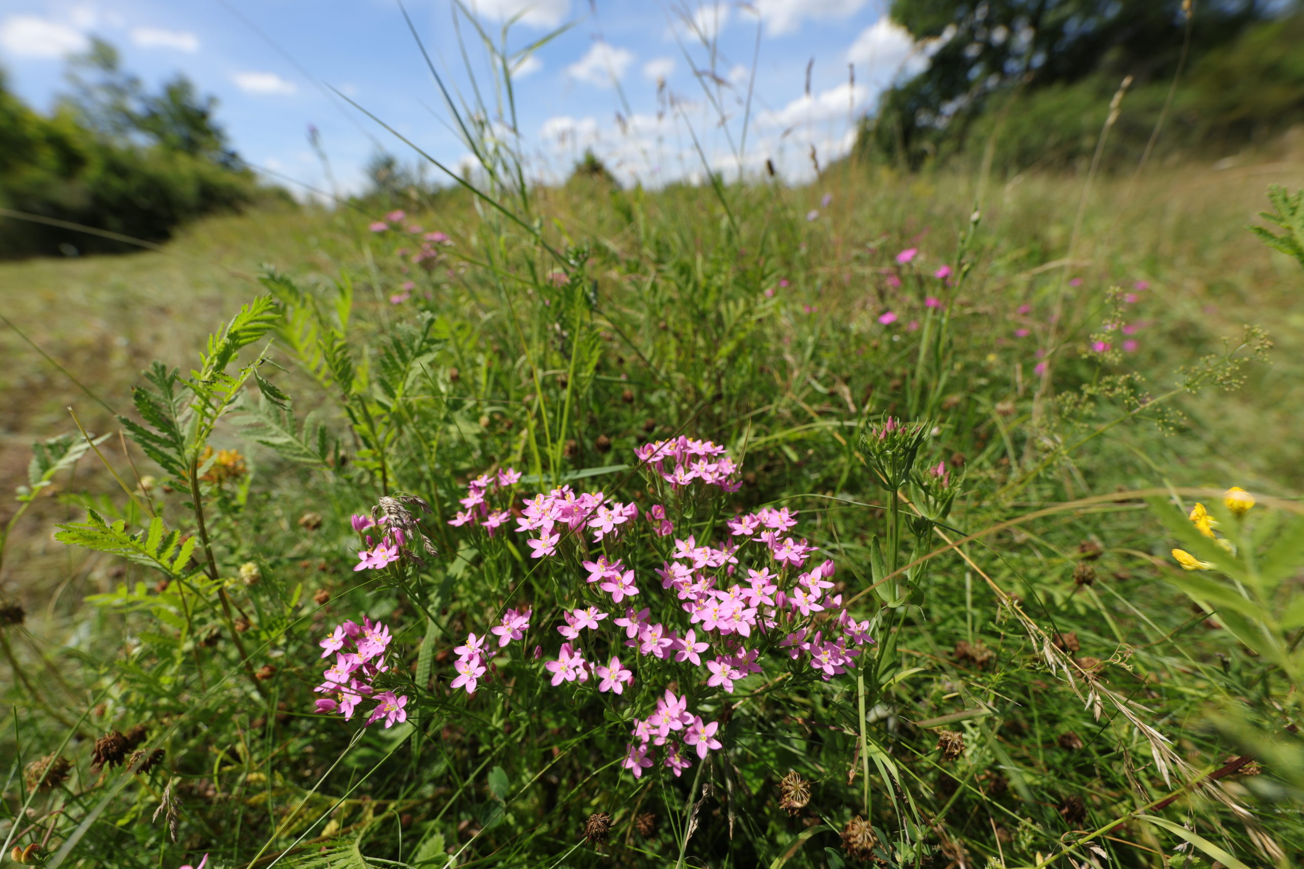 <h1>Zeměžluč okolíkatá <i>(Centaurium erythraea). </i></h1><br />Dominantou snímku jsou růžové pěticípé květy zeměžluče okolíkaté. Na pozadí se nachází listy vratiče a nachové květy hvozdíků.