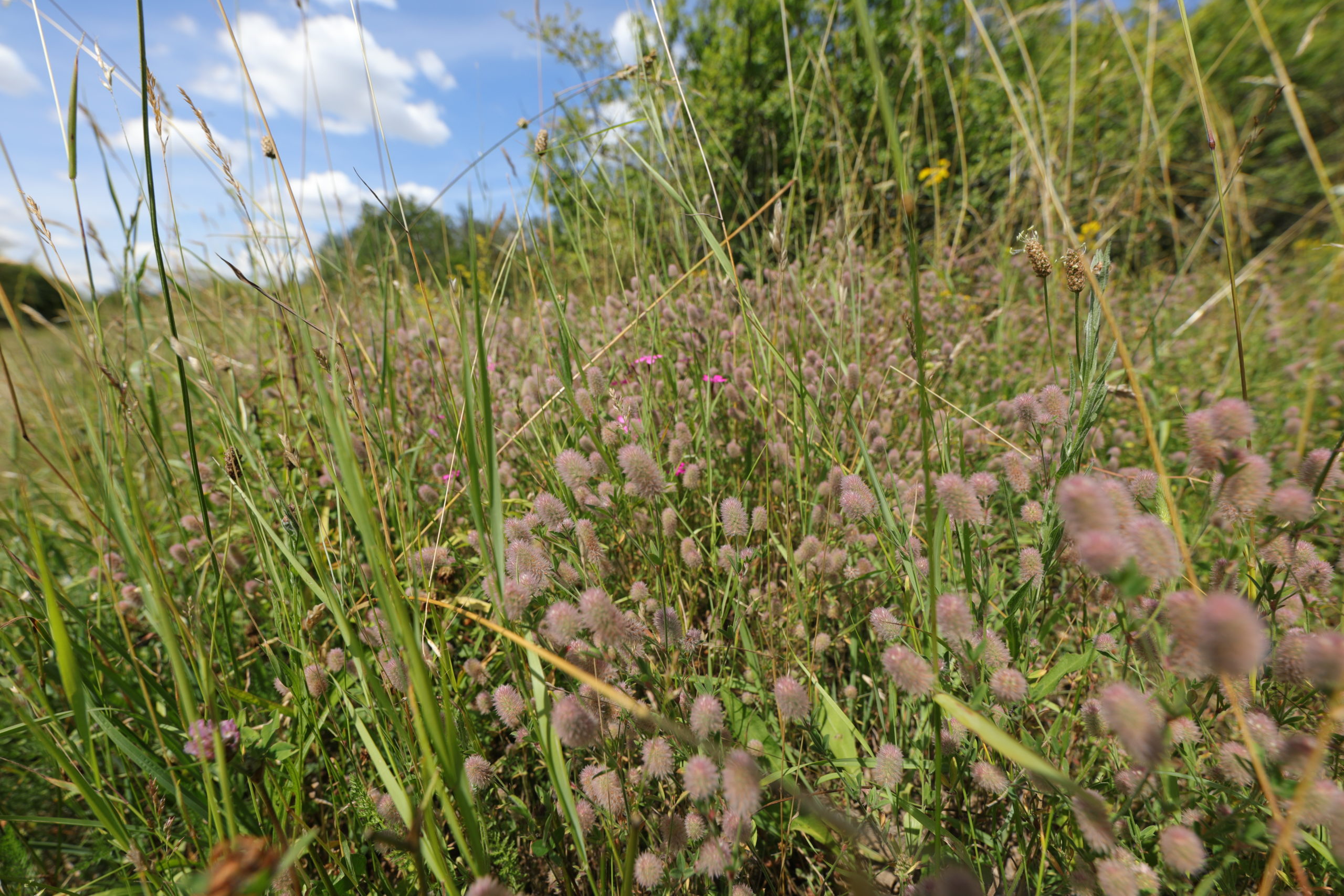 <h1>Porost jetele rolního <i>(Trifolium arvense). </i></h1> <br />Pohled do travního porostu s dominantními květenstvími jetele rolního. Květenství jsou hlávky s huňatými chlupatými květy se světle fialovým nádechem.