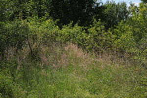 Na fotografii je v popředí zachycen porost vysokých kvetoucích trav, který volně přechází v křoviny. Na pozadí rostou stromy.