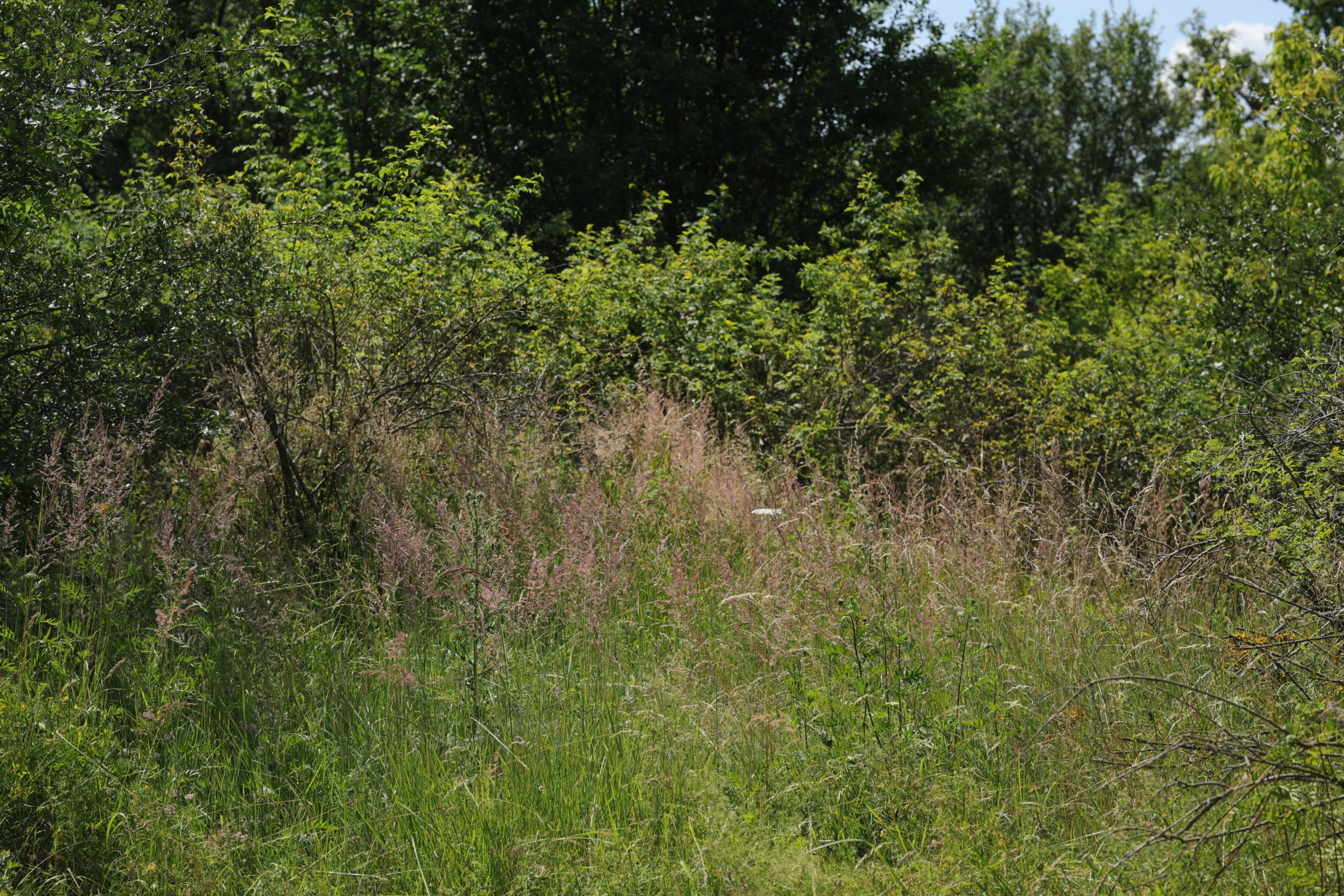 <h1>Sukcese na Ostré hůrce</h1> <br />Na fotografii je v popředí zachycen porost vysokých kvetoucích trav, který volně přechází v křoviny. Na pozadí rostou stromy.