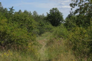 Na snímku je zachycena pěšina v travním porostu, který je prorostlý šípkovými a trnkovými keři. V pozadí vzrostlé stromy.