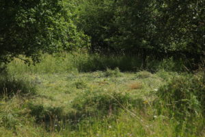 Na fotografii zachycena plocha s posekaným porostem a porostem ponechaným na pozdější seč. Louku obklopují křoviny a ovocné stromy.