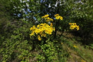 V popředí snímku vidíme žlutooranžové květy starčku na pozadí zeleného porostu. Květenství mají po obvodu žluté jazykovité květy a oranžové trubkovité květy uprostřed.