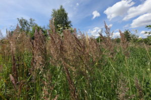 Přiblížený pohled na porost trávy třtiny křovištní, která má mohutná šedavá květenství. V pozadí modré nebe a vrcholky dřevin.