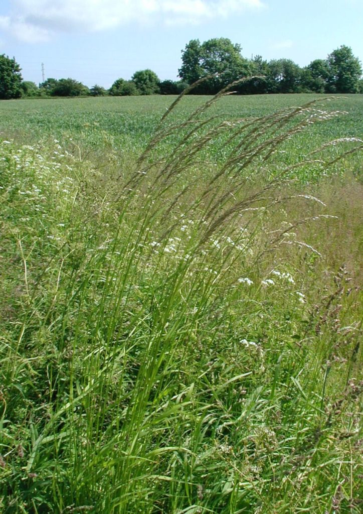 Na fotografii vidíme v popředí rozvolněný trs ovsíku vyvýšeného na okraji louky. Na pozadí je pole a pás křovin a nižších stromů.