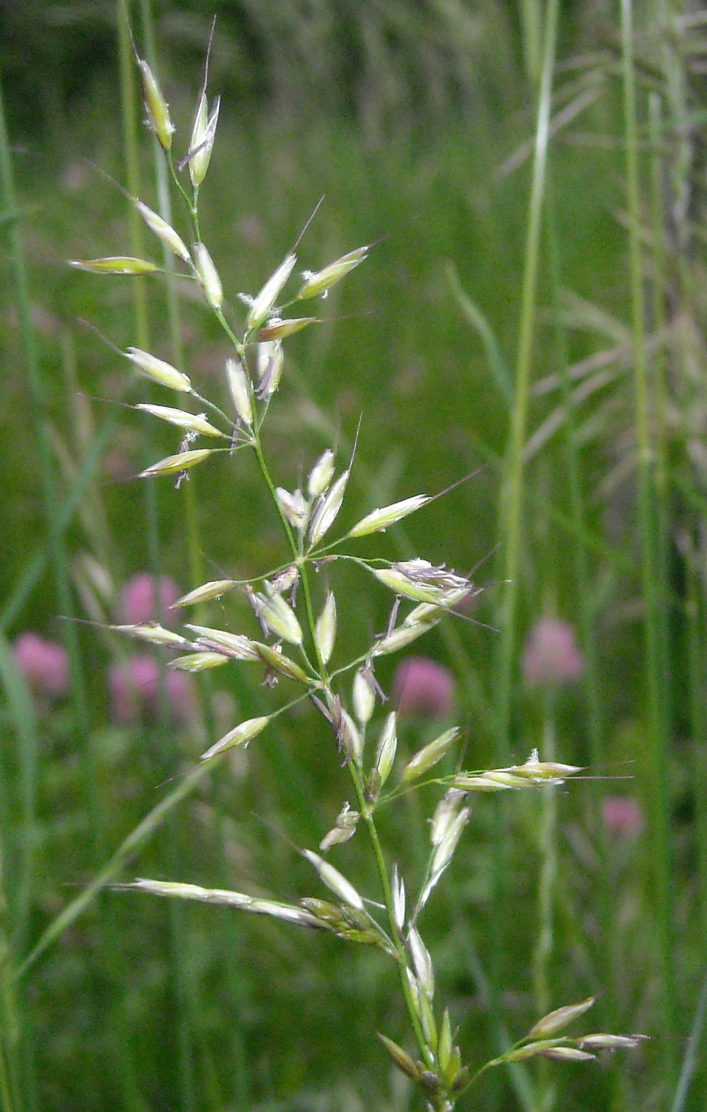 <h1>Květenství ovsíku vyvýšeného <i>(Arrhenatherum elatius)</i></h1><br />
Na pozadí rozkvetlé louky se nachází detail nažloutlého květenství trávy ovsíku vyvýšeného, skládajícího se z jednotlivých klásků s osinou.