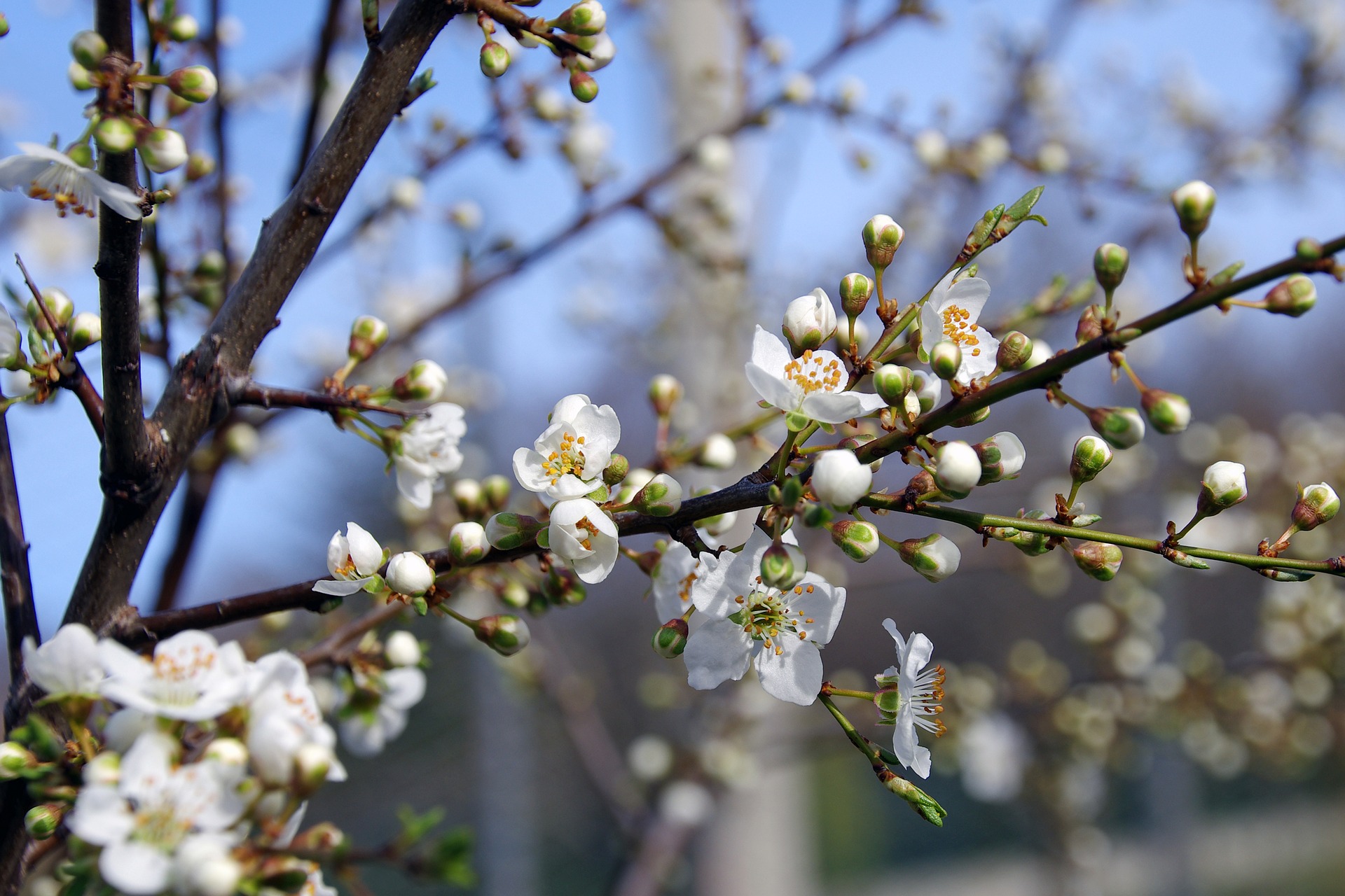 <h1>Květy trnky obecné <i>(Prunus spinosa)</i></h1><br />
Fotografie zachycuje bílé květy a poupata trnky na neolistěné větvičce. Květ se skládá z pěti korunních plátků, uprostřed jsou nápadné oranžové tyčinky.