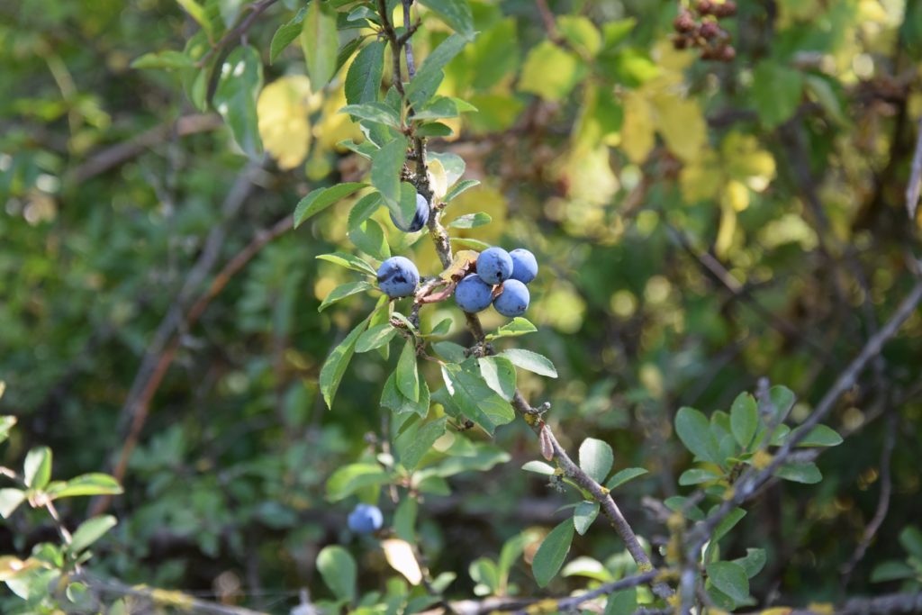 Na obrázku jsou vyfoceny zralé modré plody trnky na větvičce s listy. V pozadí porost křovin.