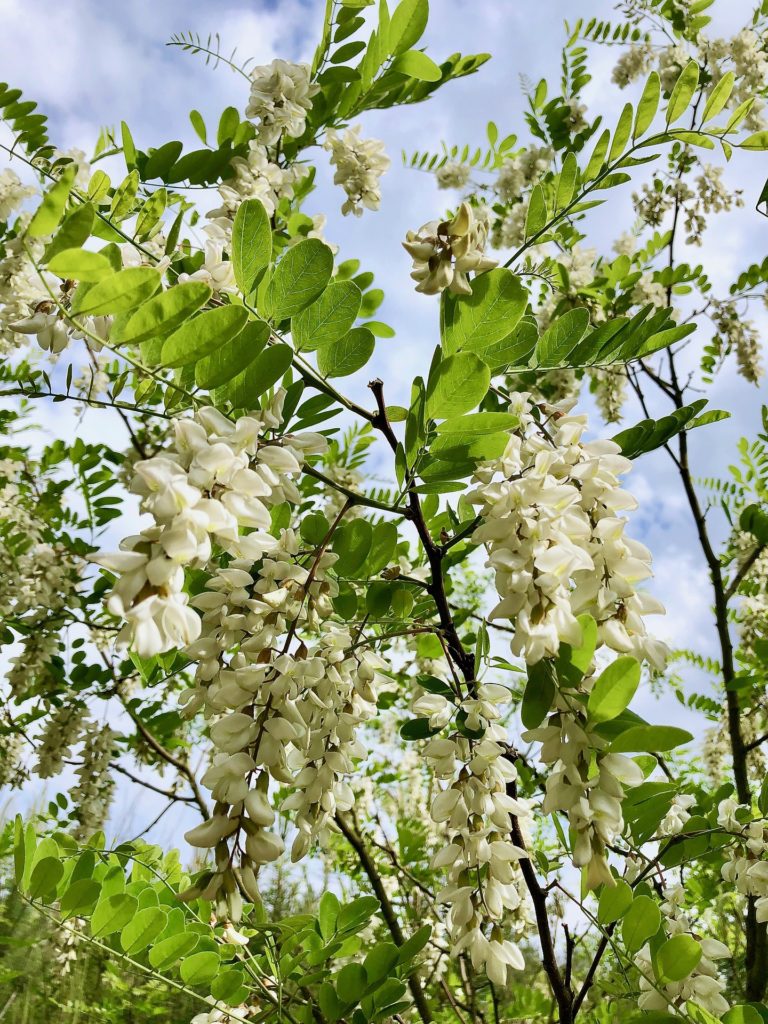 Na snímku je zachycen detail větvičky trnovníku s několika převislými hroznovitými květenstvími, která jsou složena z bílých květů.