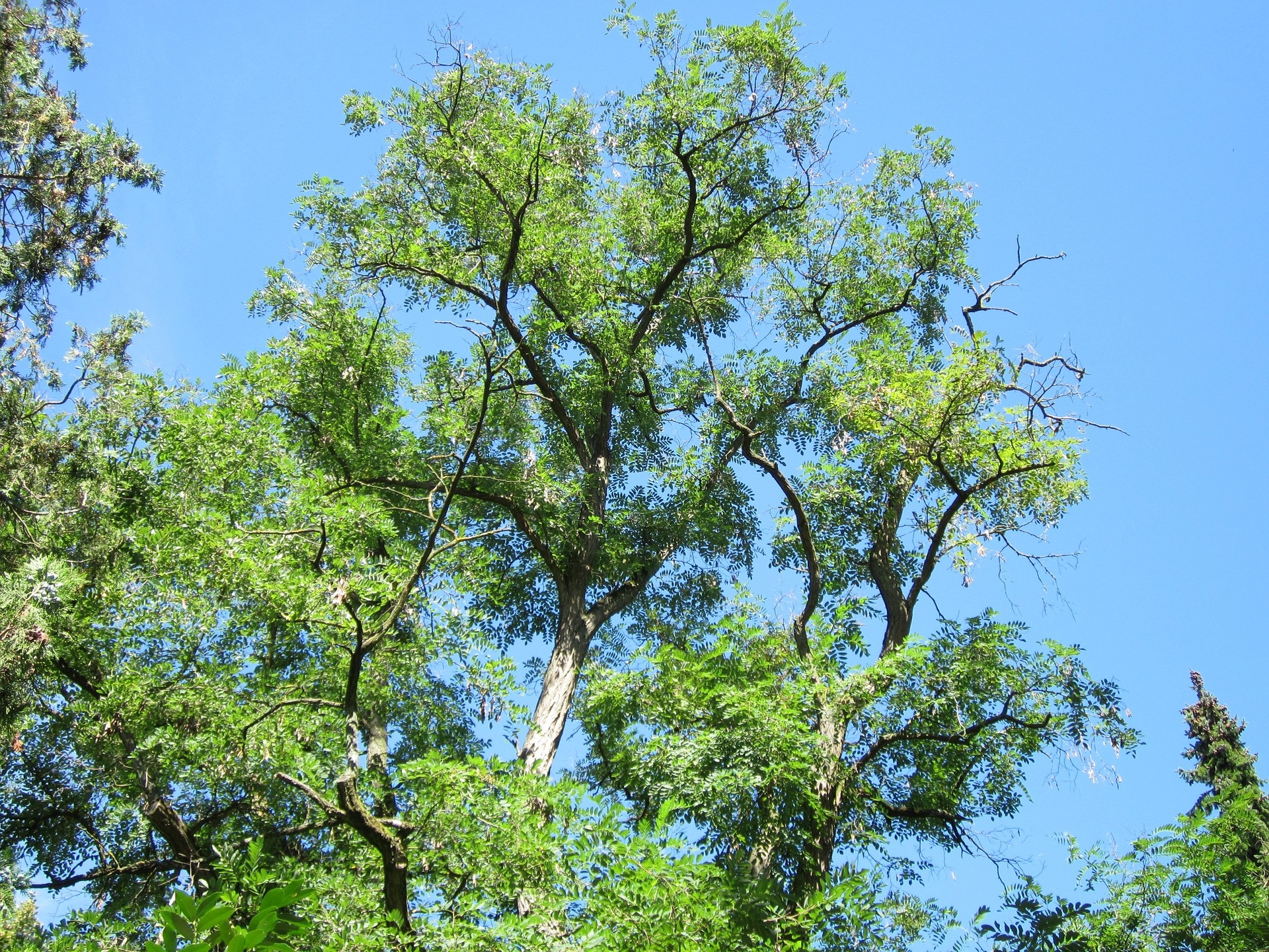 Trnovník akát (Robinia pseudoacacia), Alt.text: Na modrém pozadí nebe vidíme kmen a olistěné větve vzrostlého akátu.