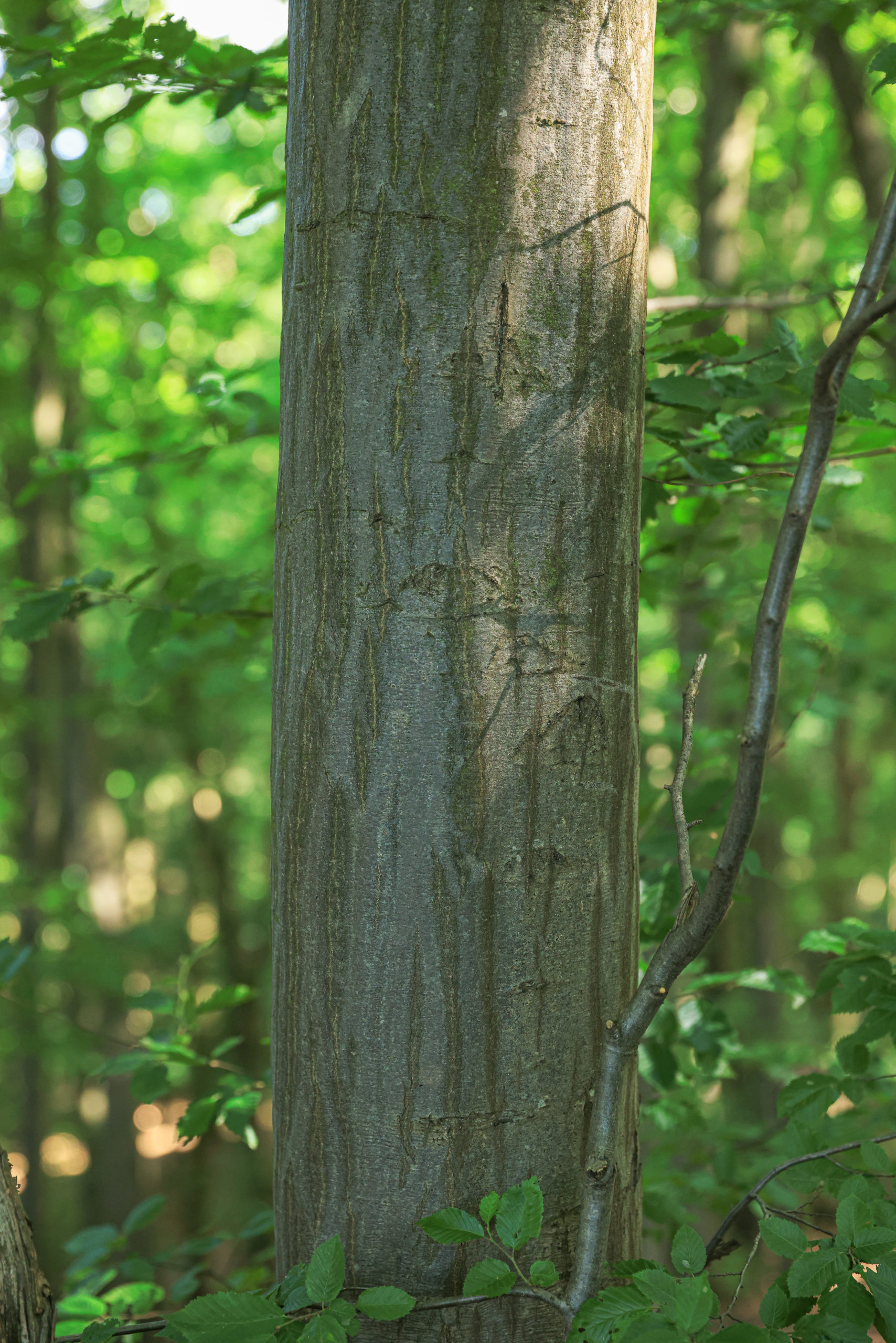 <h1>Habr obecný <i>(Carpinus betulus)</i>                                                          </h1><br />
Detailní pohled na kmen habru obecného.