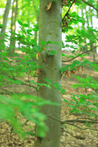 Pohled na kmen buku lesního s menšími větvemi