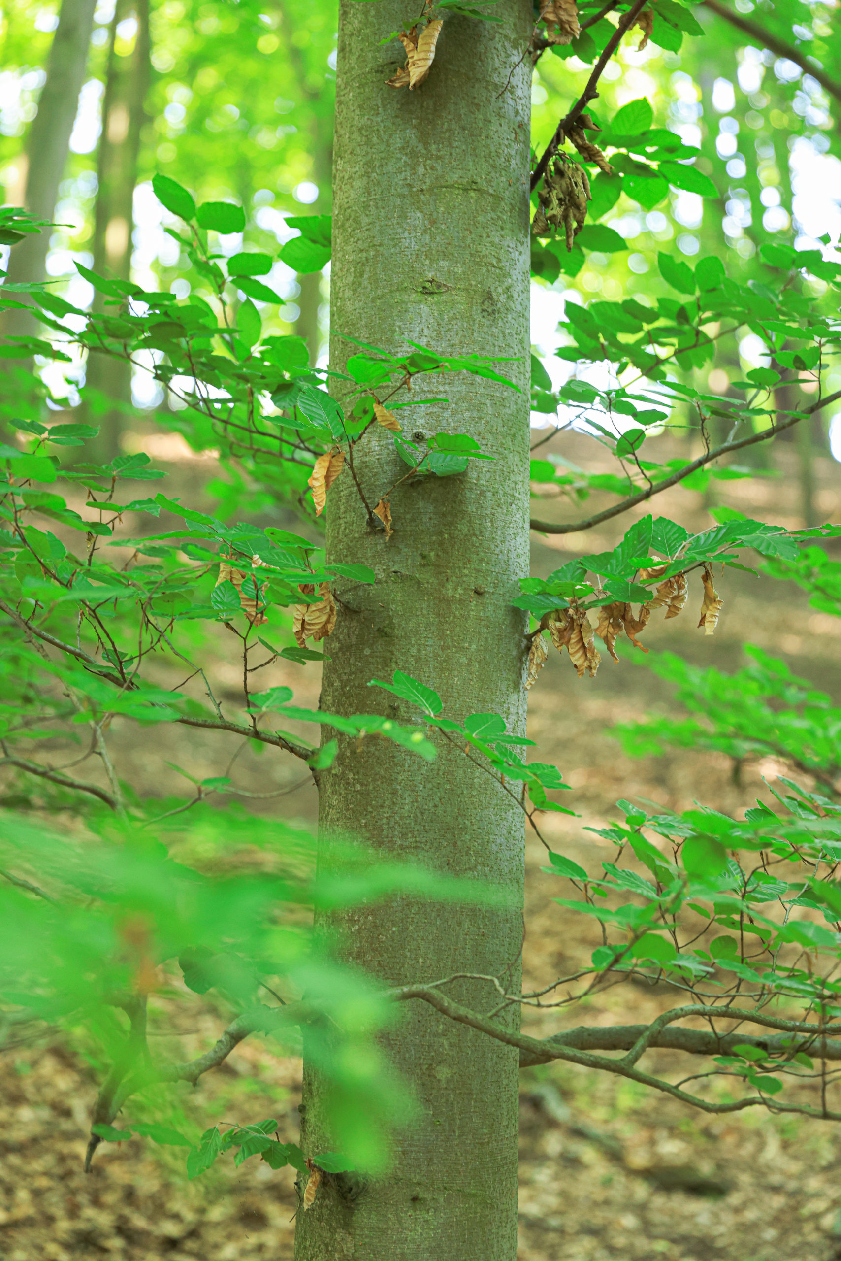 <h1>Buk lesní <i>(Fagus sylvatica)</                                                              i></h1><br />
Pohled na kmen buku lesního s menšími větvemi.