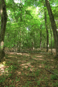 Pohled do interiéru smíšeného lesa s převahou dubů. Ve střední části padlý kmen břízy.
