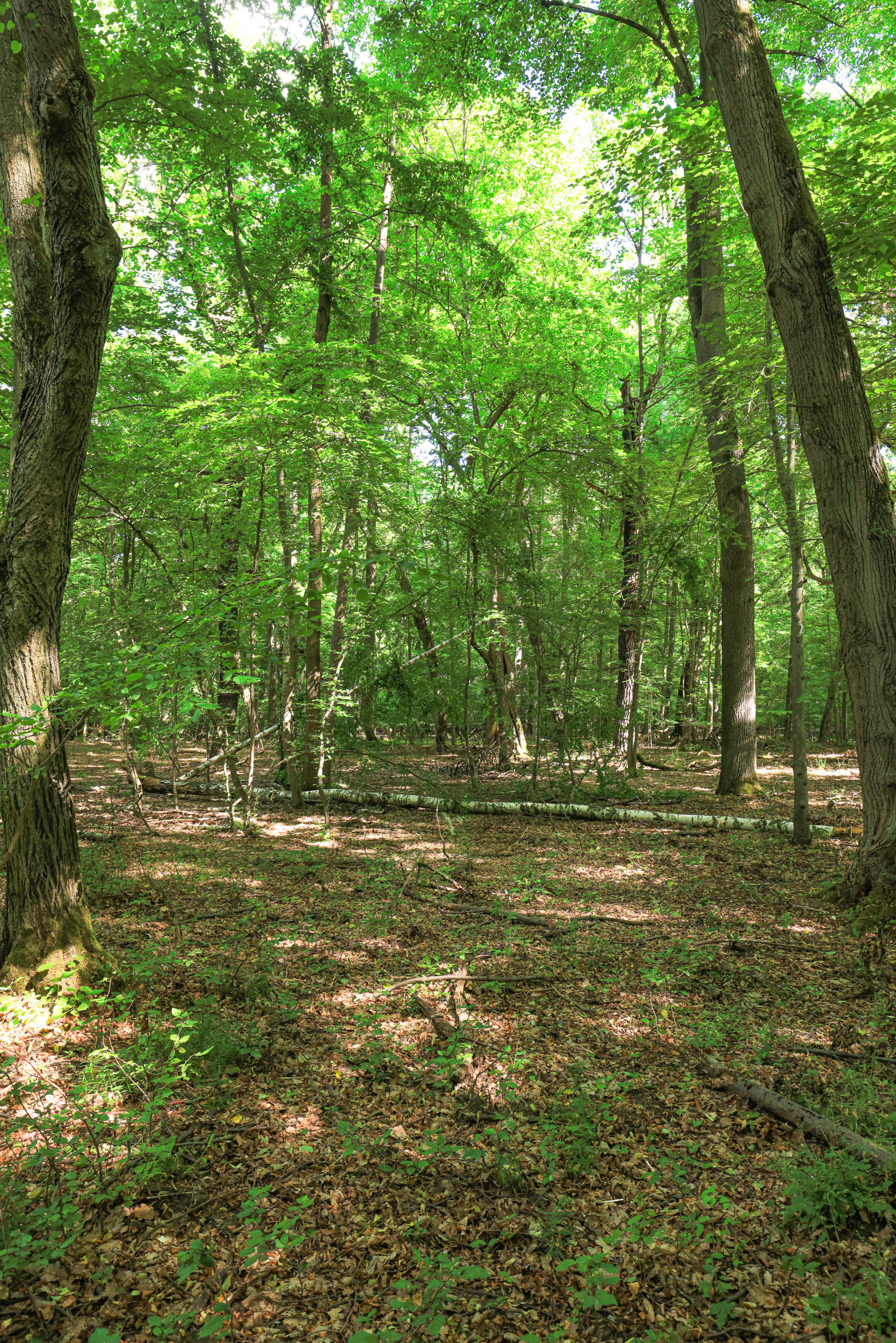 <h1>Zábělá – smíšený les</h1><br />
Pohled do interiéru smíšeného lesa s převahou dubů. Ve střední části padlý kmen břízy.