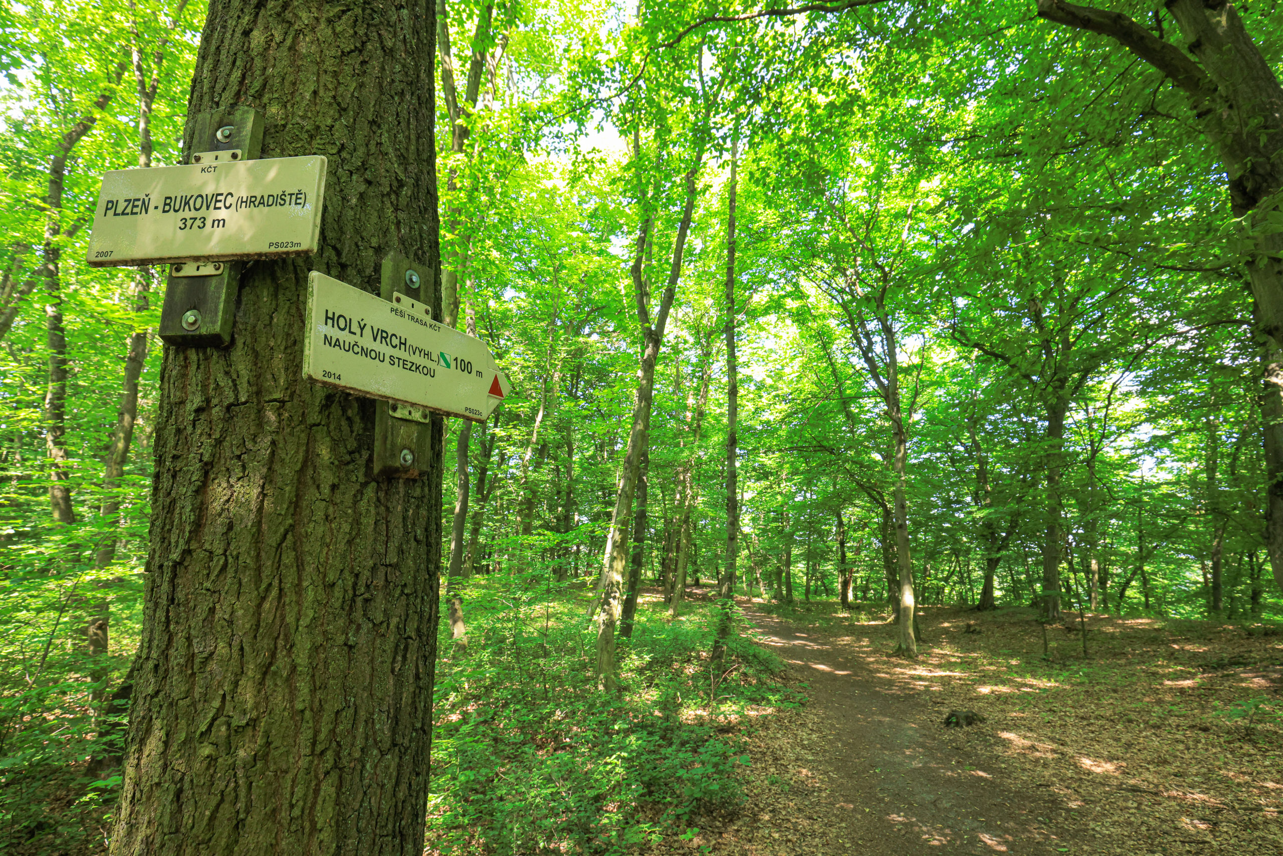 <h1>Bukovec – hradiště</h1><br />
Listnatý lesní porost, kterým prochází pěší cesta, v levé části kmen dubu s turistickými rozcestníky.