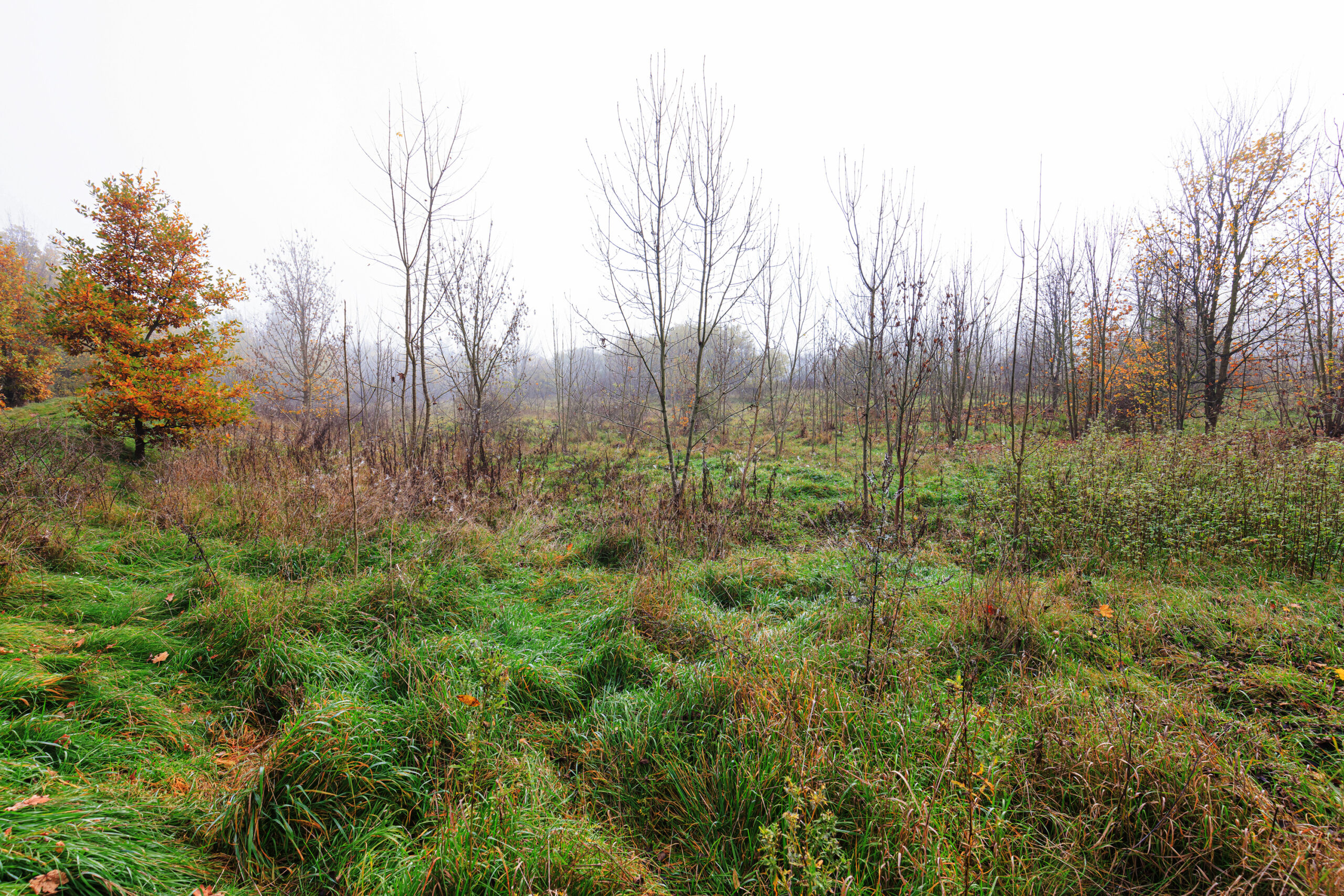 <h1>Hradiště – postupné zarůstání lokality (sukcese)</h1><br />
Na snímku je vidět neudržovaná travnatá plocha bývalého hradiště postupně zarůstající keři a stromy.