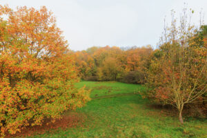 Fotografie je pořízena z vyvýšené části Hradiště a zachycuje sekaný travní prostor parku, který je obklopen keři a vzrostlými stromy. Na podzimním snímku kontrastuje zelená plocha trávníku s oranžovým zbarvením stromů.