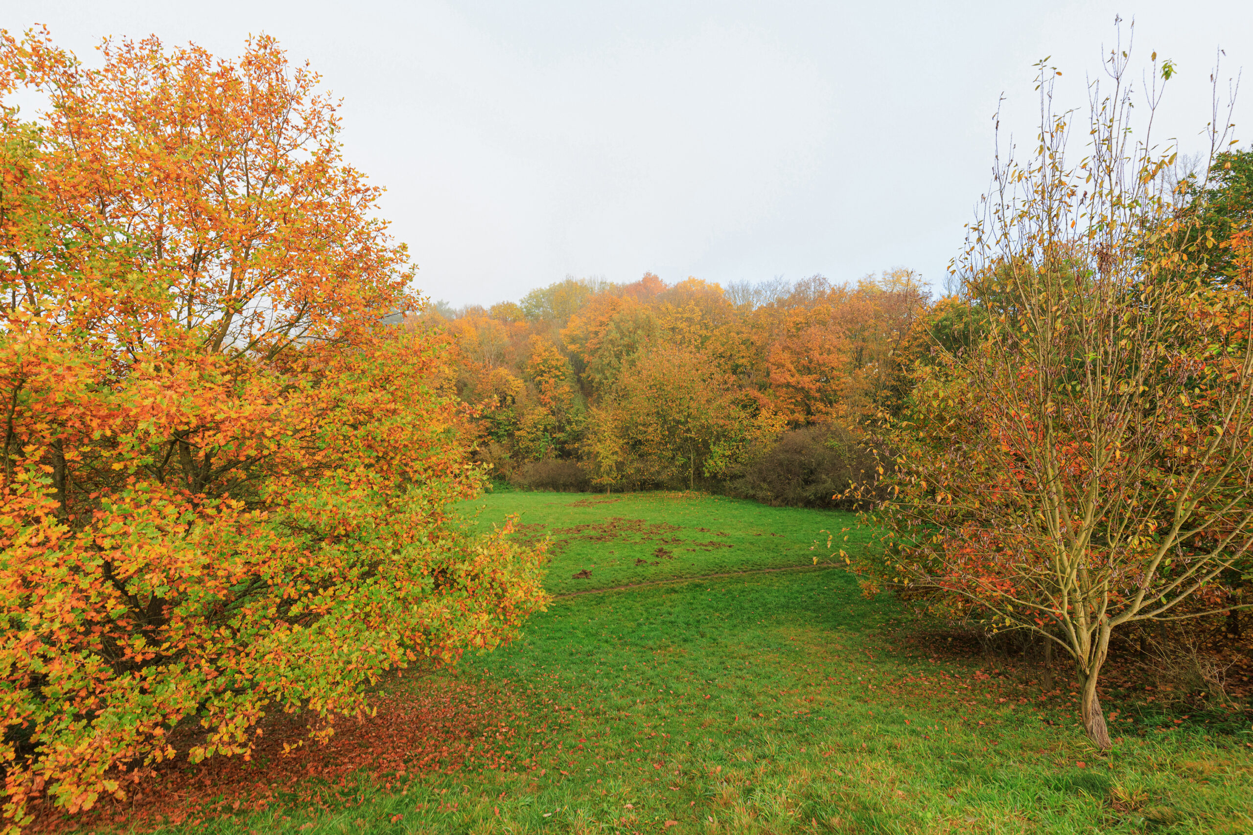 <h1>Hradiště – udržovaná část parku</h1><br />
Fotografie je pořízena z vyvýšené části Hradiště a zachycuje sekaný travní prostor parku, který je obklopen keři a vzrostlými stromy. Na podzimním snímku kontrastuje zelená plocha trávníku s oranžovým zbarvením stromů.