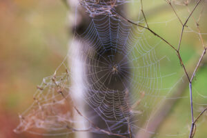 Motivem fotografie je pavouk křižák na své pavučině. Na snímku jsou detailně zachycená jednotlivá vlákna pavučiny s vysráženými kapkami vody.