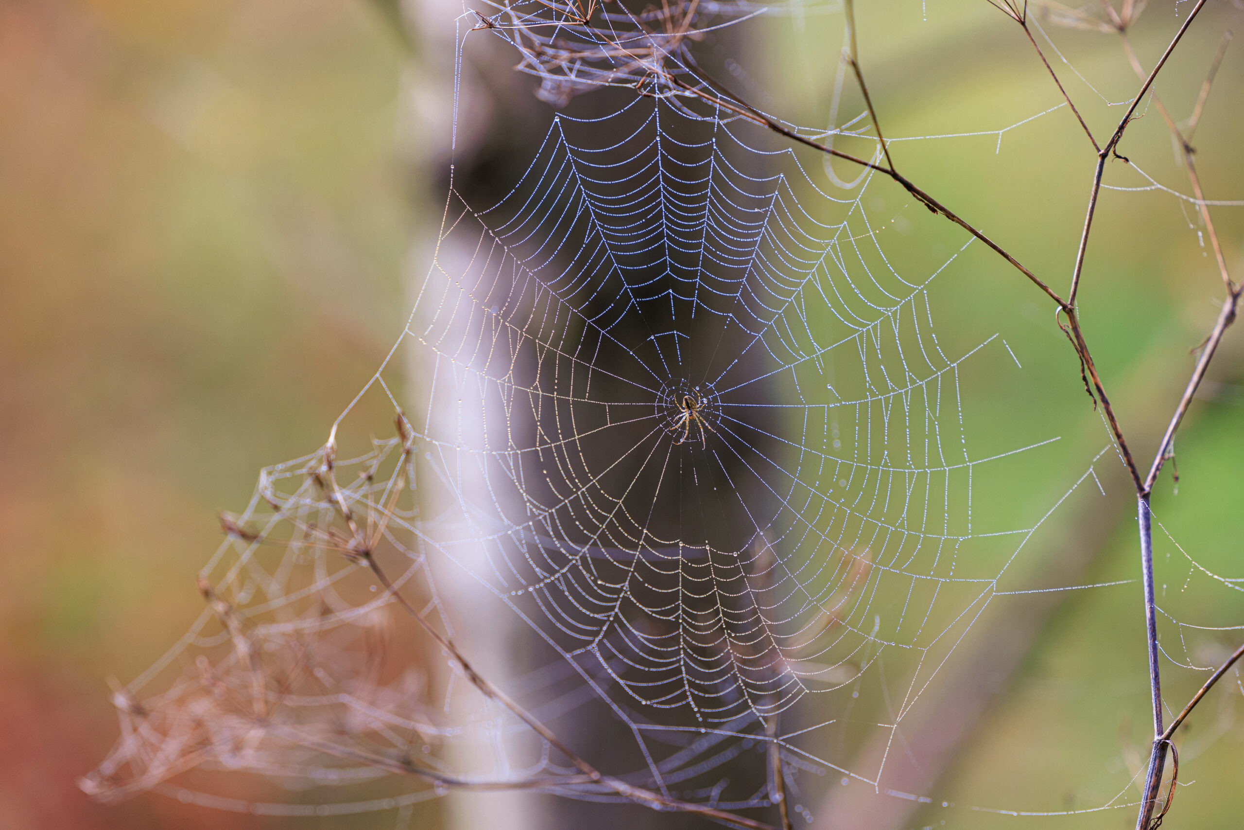 <h1>pavouk Křižák</h1><br />
Motivem fotografie je pavouk křižák na své pavučině. Na snímku jsou detailně zachycená jednotlivá vlákna pavučiny s vysráženými kapkami vody.