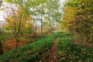 Snímek zachycuje jednu z pěšin, kterými se dá lokalita Hradiště projít. Po pravé straně fotografie jsou vzrostlé listnáče, převážně duby. Vlevo je řidší porost stromů a keřů.