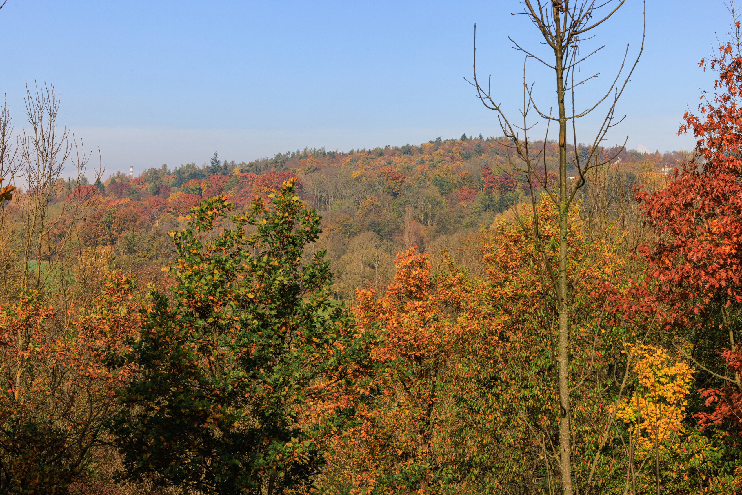 <h1>Hradiště – pohled na vrch Homolka</h1><br />Na pozadí modrého nebe vystupuje vrch Homolka, porostlý listnatými a jehličnatými stromy. Fotografie zachycuje podzimní pohled na lokalitu.