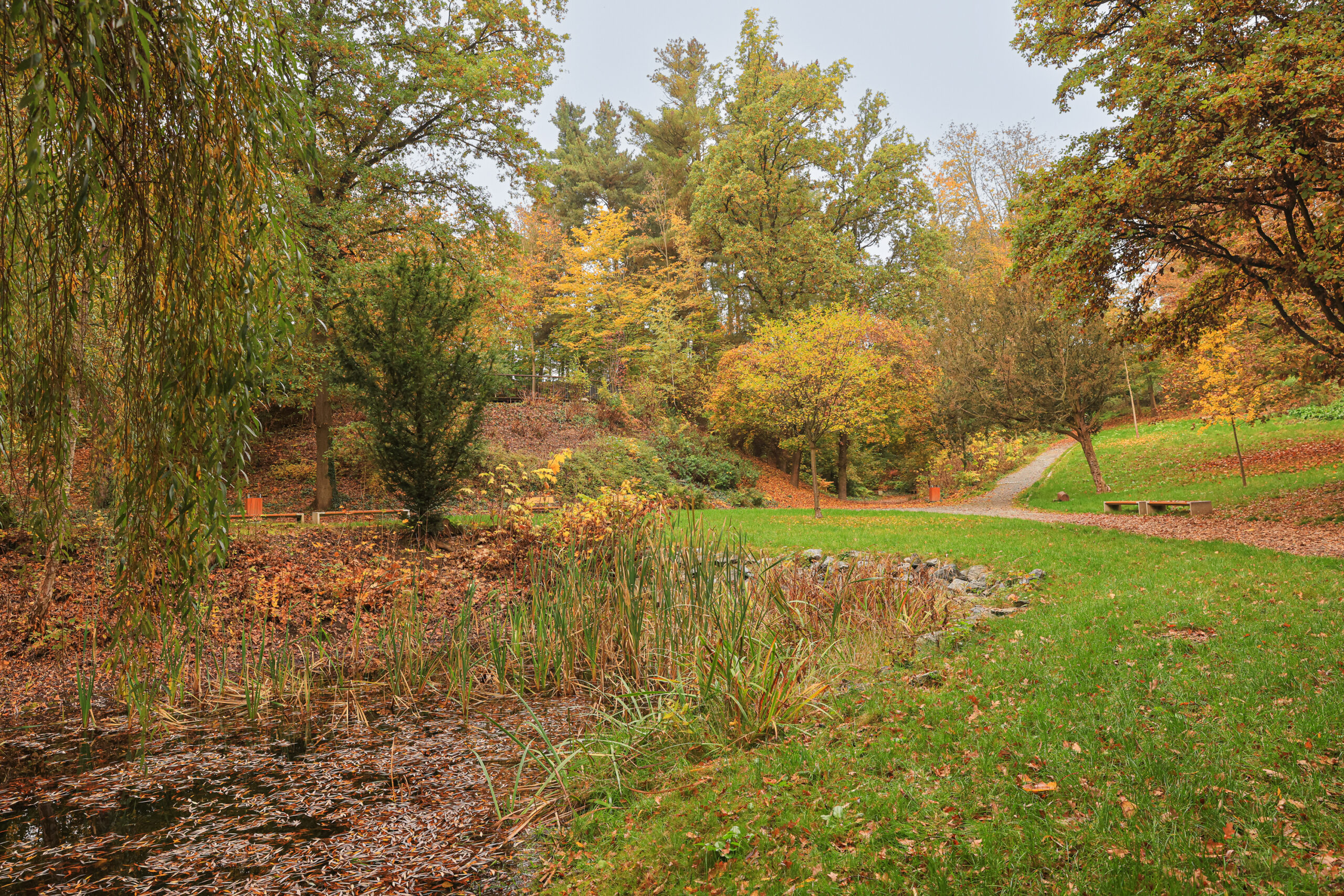 <h1>Lobezský park – tůň</h1><br />Ve spodní levé části viditelná vodní plocha, jejíž hladinu pokrývají listy. Po pravé straně udržovaný trávník, Horní polovinu tvoří porosty dřevin na mírných svazích a cesty procházející parkem. Dřeviny v podzimních barvách.