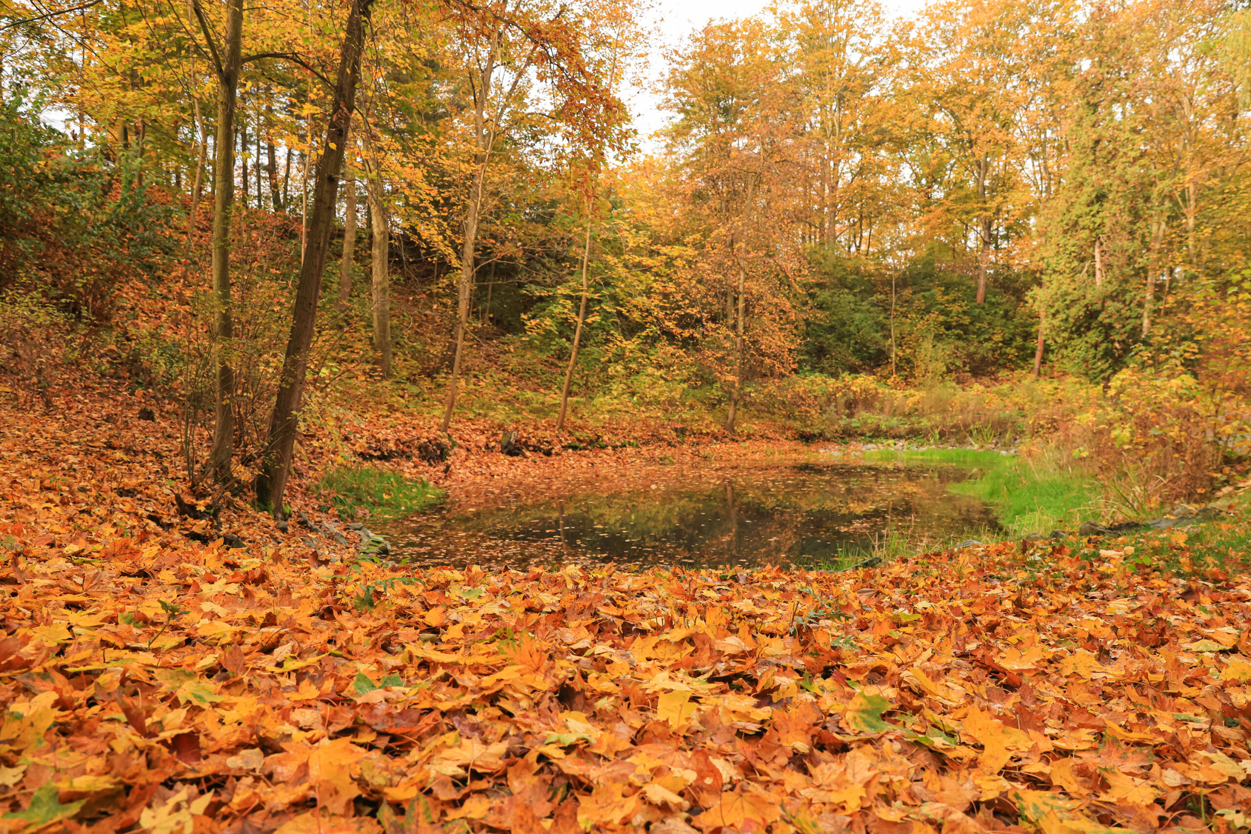 <h1>Lobezský park – tůň</h1><br />Ve středu snímku je okrouhlá tůň, kterou obklopují svahy porostlé dřevinami – v podzimních barvách. Popředí souvisle pokryto rezavým listím. 