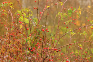 Pohled do šípkového keře, viditelné větve s červenými šípky a zbytky olistění. Podzimní výjev.
