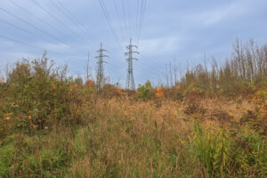 Pohled do neudržovaného porostu s převahou vysoké expanzní trávy (třtina křovištní), vpravo dole trs invazního zlatobýlu kanadského. Po obvodu nálety dřevin. Na horizontu dva sloupy elektrického vedení.