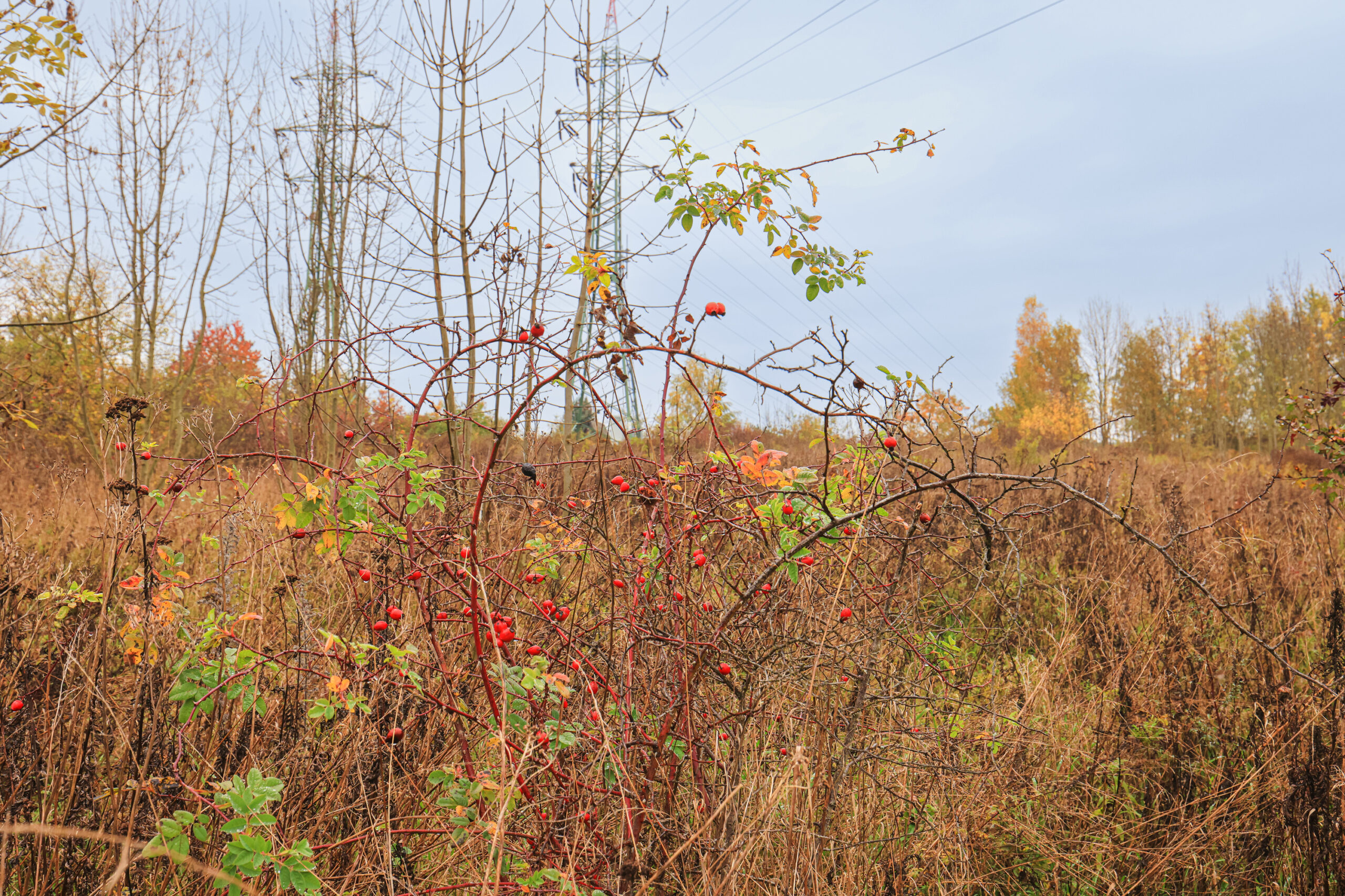 <h1>Vrch Mikulka – růže šípková</h1><br />
Ve střední části menší šípkový keř se zralými šípky a zbytky olistění, okolo neudržovaný porost. Podzimní výjev.