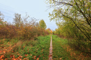 Středem snímku směrem na pozadí prochází přímá úzká pěšina, kterou po obou stranách lemuje trávník a dále od cesty nízké porosty náletových dřevin. Podzimní výjev.