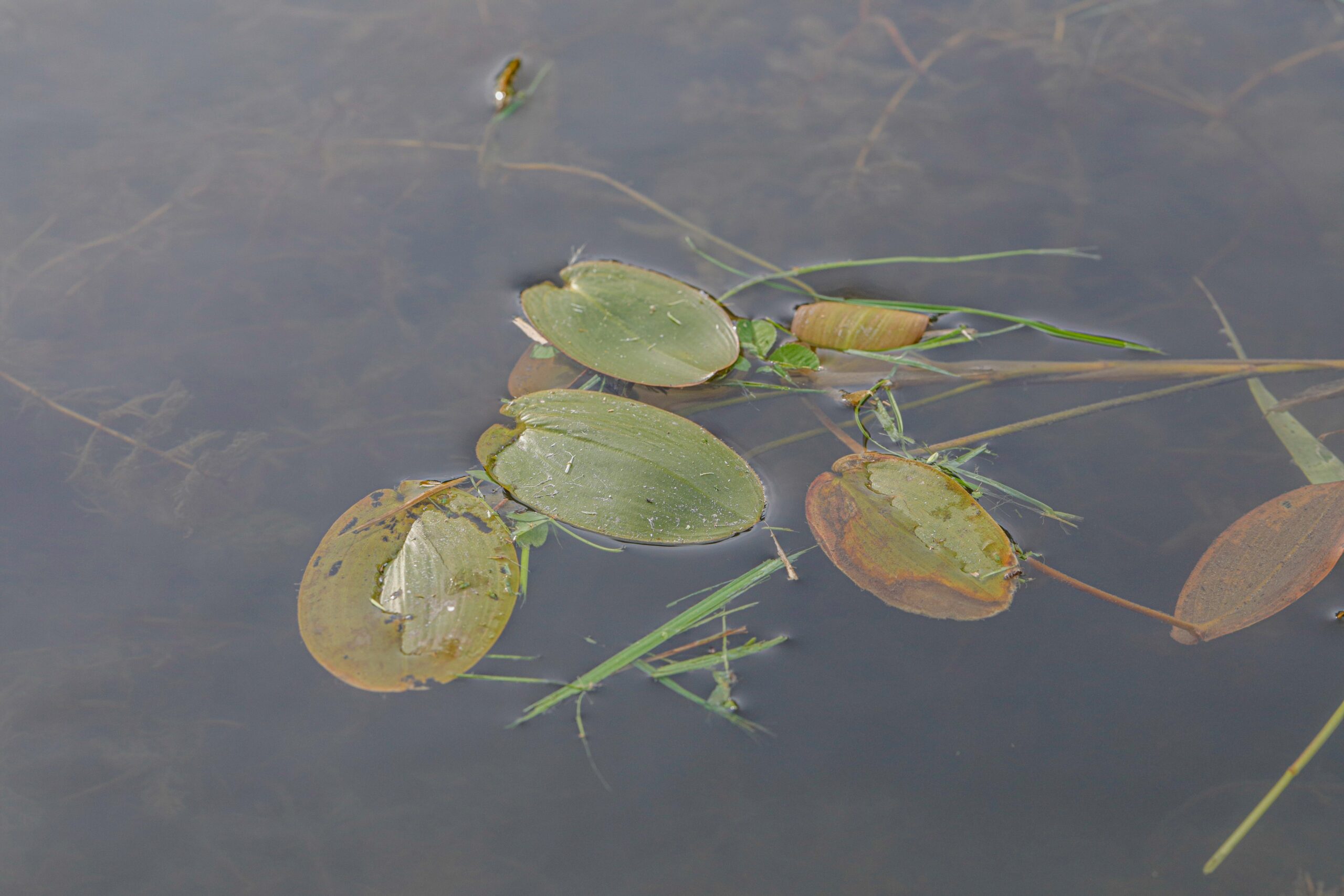 <h1>Rdest vzplývavý <i>(Potamogeton natans)</i></h1><br />
Několik oválných listů vodní rostliny vzplývající na hladině.