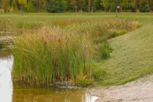 Lobezské jezírko – orobinec úzkolistý (Typha angustifolia)