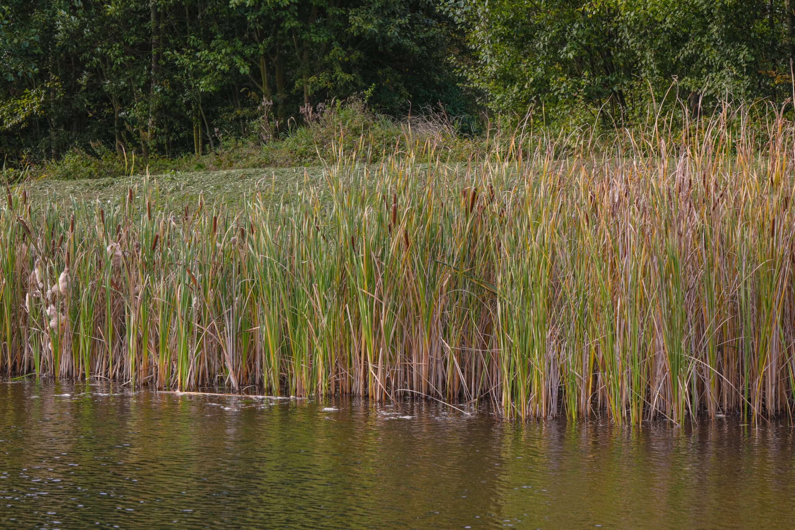<h1>Orobinec úzkolistý <i>(Typha angustifolia)</i></h1><br />V popředí vodní plocha, navazuje pás rákosin. V pozadí viditelný kosený vyvýšený břeh a za ním souvisle dřeviny.
