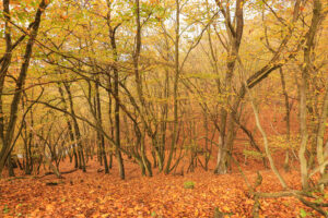 Podzimní pohled do listnatého lesa, který porůstá prudký svah nad řekou klesající směrem k zadní části snímku. Povrch půdy pokrývá souvislá vrstva listí v odstínech od žluté přes rezavou až k hnědé.