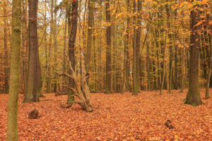 Podzimní pohled do interiéru vzrostlého dubového lesa na rovinatém terénu. Povrch půdy pokrývá vrstva listí v odstínech od žluté přes rezavou až k hnědé.