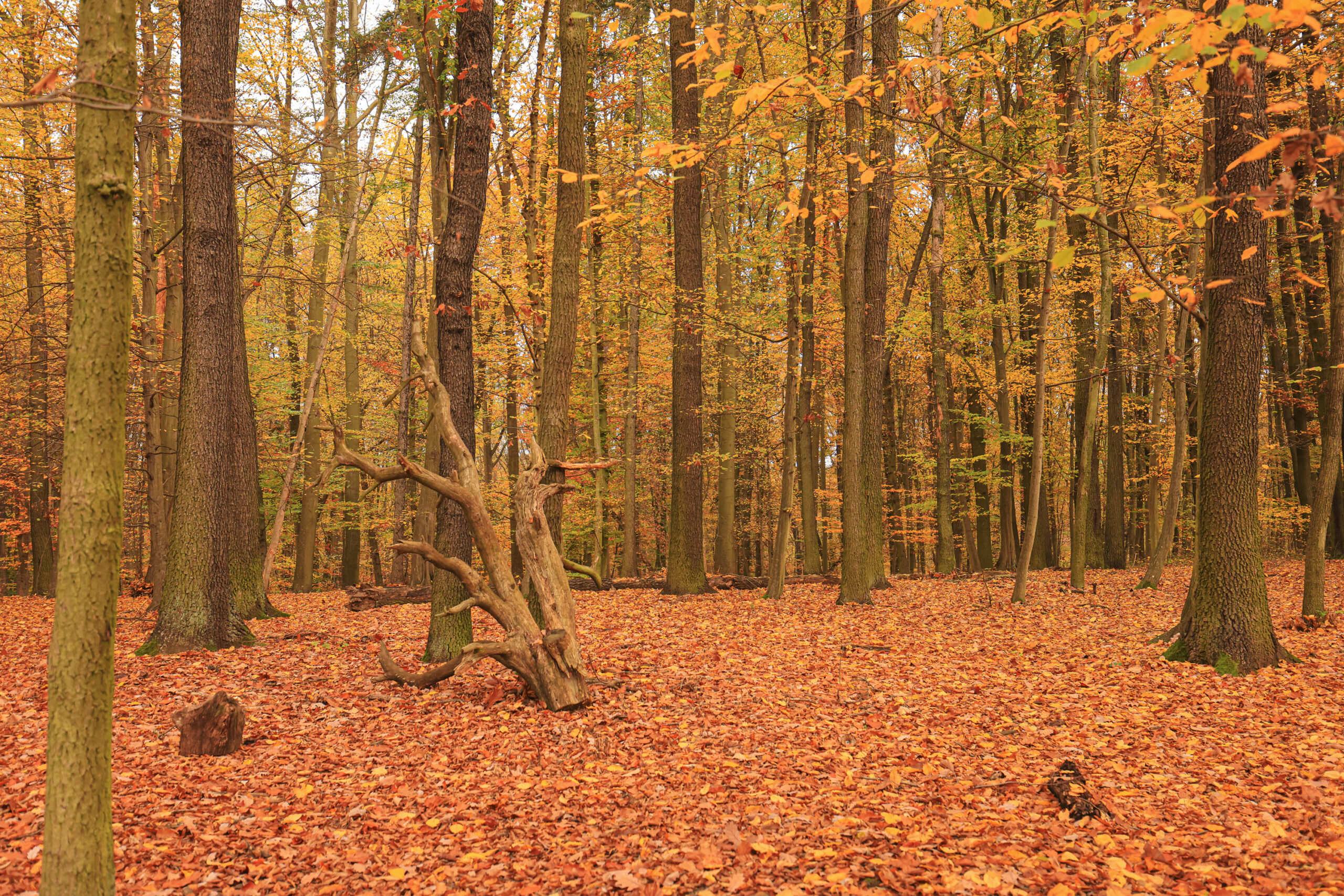 <h1>Zábělá – porost dubu</h1><br />
Podzimní pohled do interiéru vzrostlého dubového lesa na rovinatém terénu. Povrch půdy pokrývá vrstva listí v odstínech od žluté přes rezavou až k hnědé.