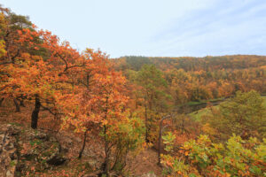 Pohled na podzimní krajinu. Po levé straně svah se zakrslými duby v podzimních barvách, který se uklání k dolnímu levému rohu. Na pozadí v pravé části pokračuje lesnatý svah podél Berounky.
