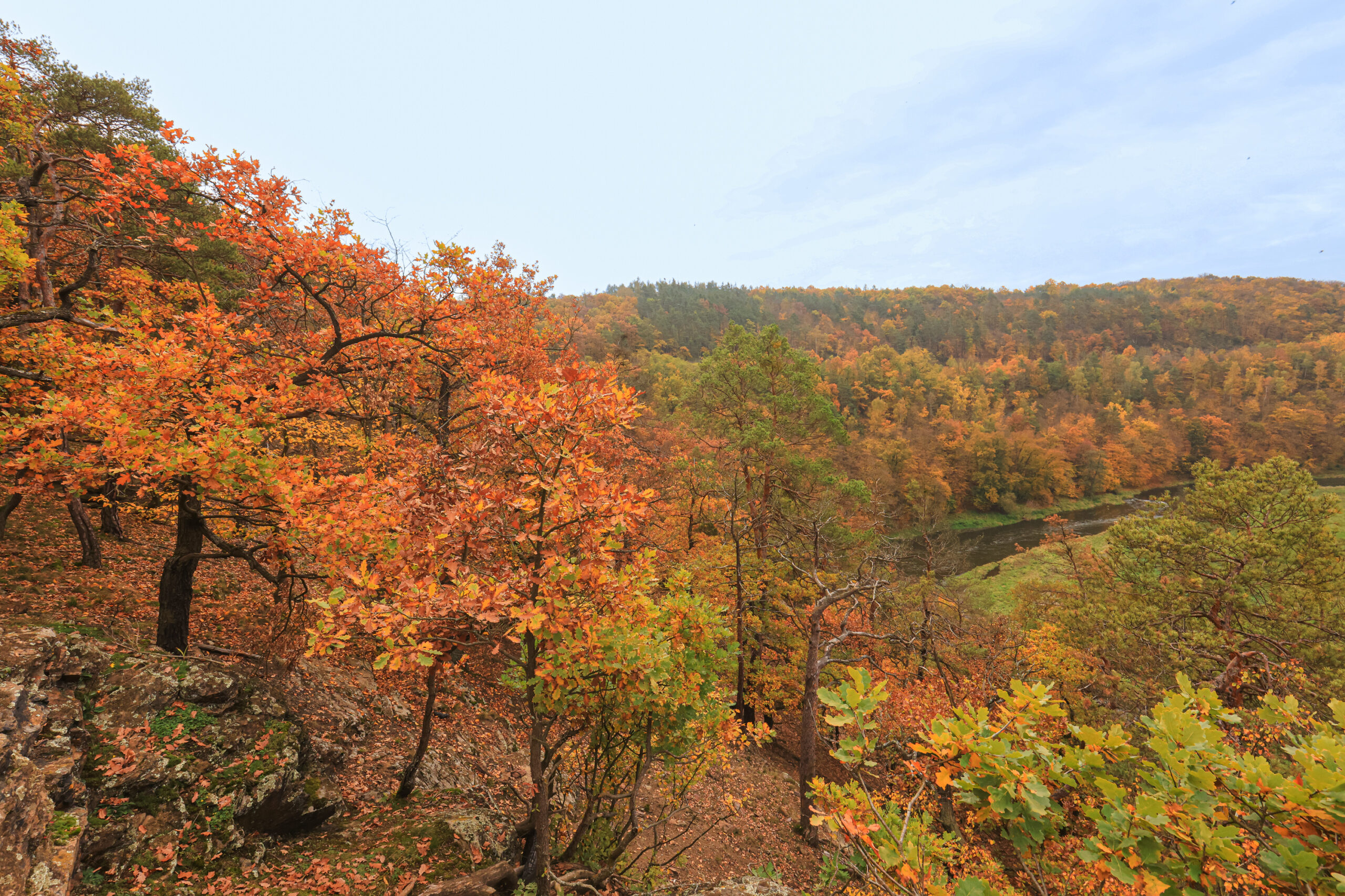 <h1>Zábělá</h1><br />
Pohled na podzimní krajinu. Po levé straně svah se zakrslými duby v podzimních barvách, který se uklání k dolnímu levému rohu. Na pozadí v pravé části pokračuje lesnatý svah podél Berounky.